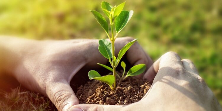 Πρωτοβουλία «75UN – 75 Trees UNAI SDG7»