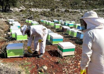 Η InterMed στηρίζει τη μελισσοκομία στο Καστελλόριζο