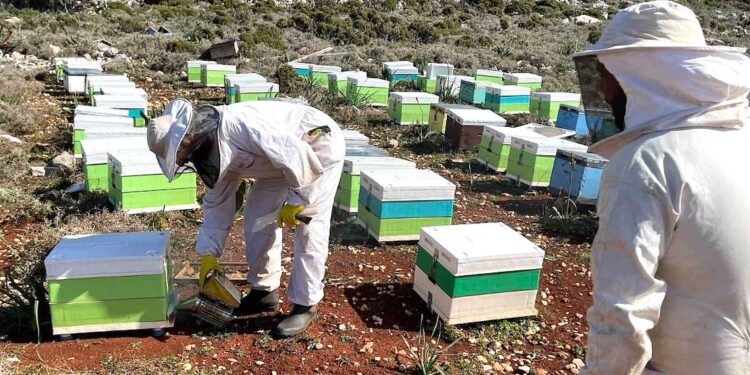 Η InterMed στηρίζει τη μελισσοκομία στο Καστελλόριζο